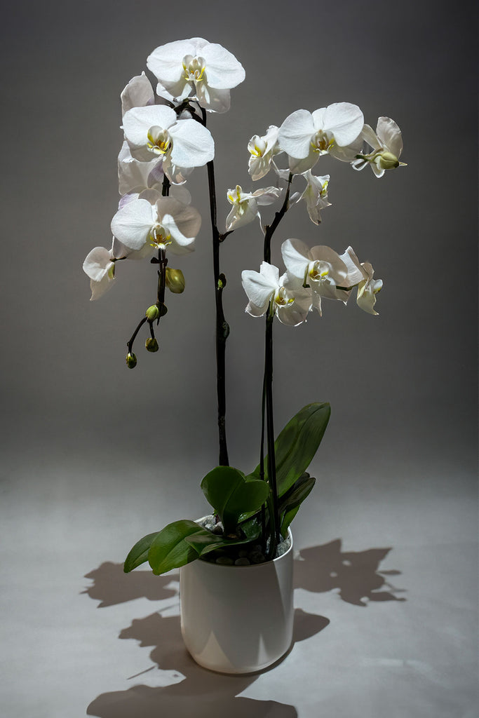Orchid Glow - Laguna Beach Florist 