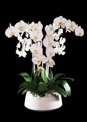 Flawless Orchids - Laguna Beach Florist 