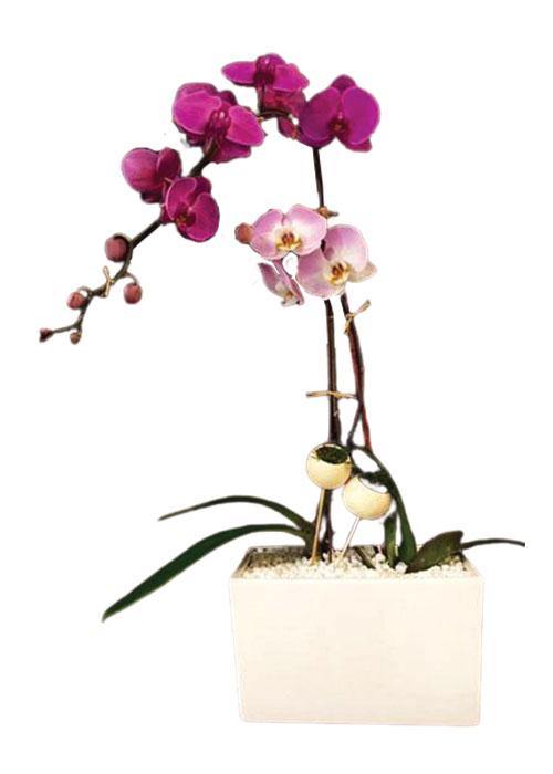 Orchids Repose - Laguna Beach Florist 