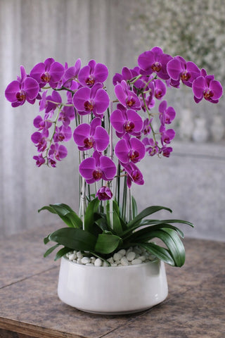 Flawless Orchids - Laguna Beach Florist 