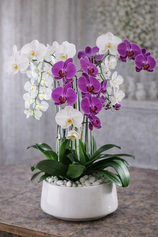 White and purple phalaenopsis orchid arrangement in a white ceramic planter with cascading blooms, smooth white stones, and lush green leaves.