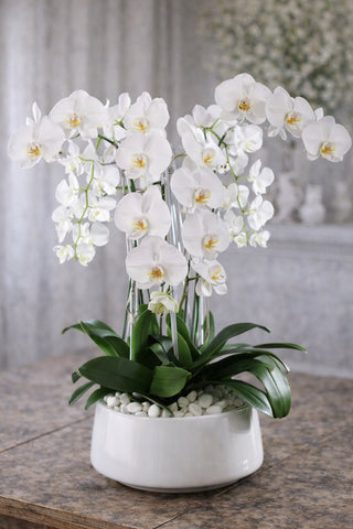 White phalaenopsis orchid arrangement in a white ceramic planter with cascading blooms, smooth white stones, and lush green leaves.