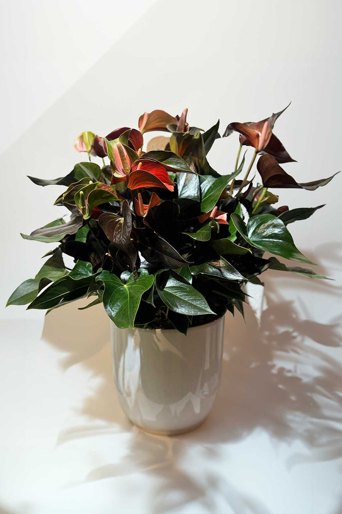 Midnight Anthurium