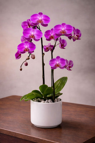 Orchid Glow purple phalaenopsis orchid plant in a white ceramic pot with budding stems, polished stones, and glossy green leaves.