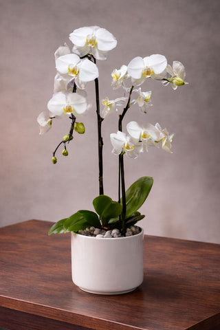 Orchid Glow white phalaenopsis orchid plant in a white ceramic pot with budding stems, polished stones, and glossy green leaves.