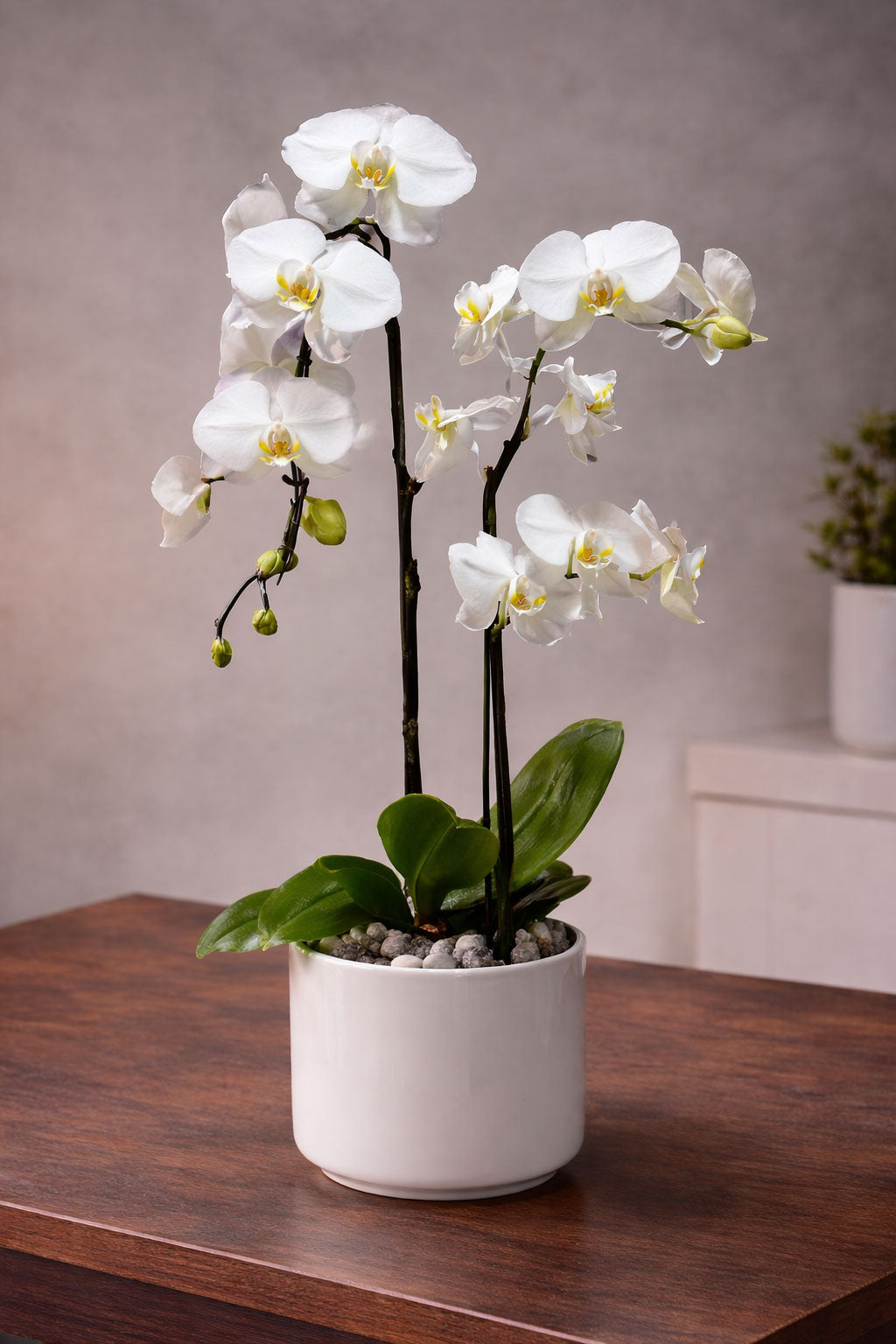 Orchid Glow – Laguna Beach Florist