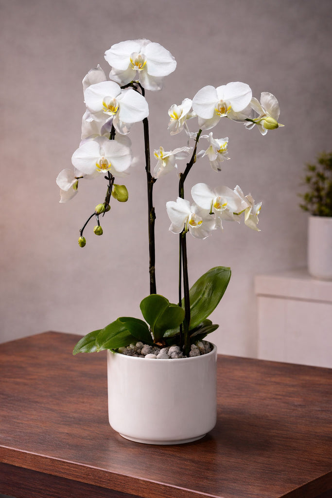 Orchid Glow white phalaenopsis orchid plant in a white ceramic pot with budding stems, polished stones, and glossy green leaves.