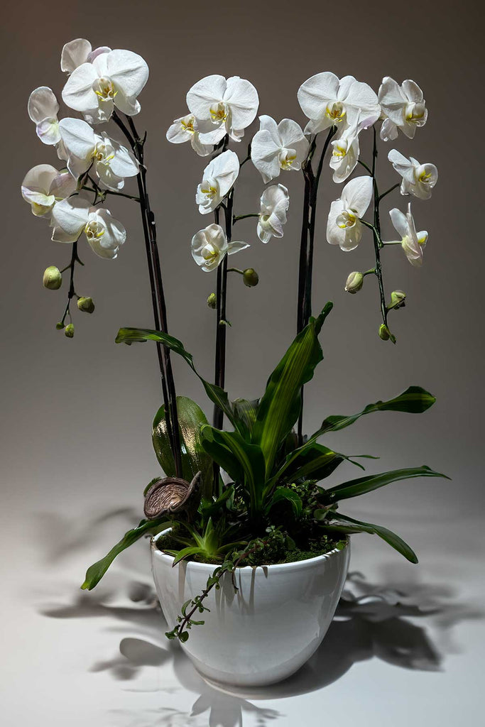 Orchids Dream - Laguna Beach Florist 