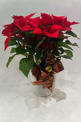 Red poinsettia plant