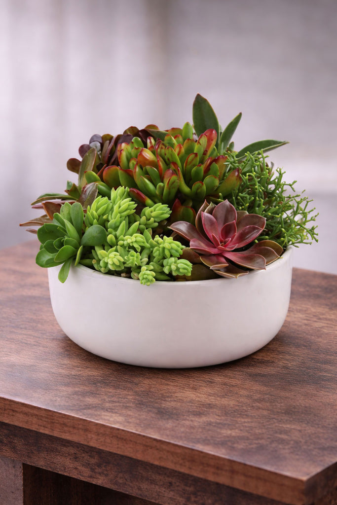 Succulent Garden planted arrangement in a white ceramic bowl with mixed green and burgundy succulents.