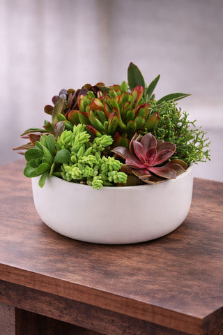 Succulent Garden planted arrangement in a white ceramic bowl with mixed green and burgundy succulents.