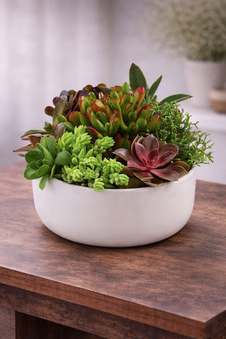 Succulent Garden planted arrangement in a white ceramic bowl with mixed green and burgundy succulents.