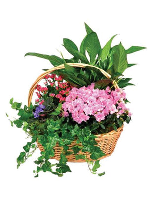 Dish Garden - Laguna Beach Florist 