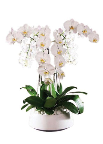 Flawless Orchids - Laguna Beach Florist 