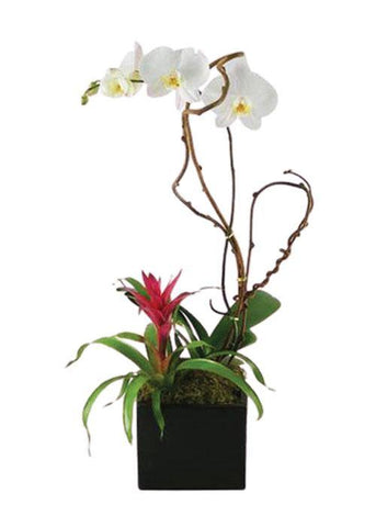 The Perfect Orchid - Laguna Beach Florist 