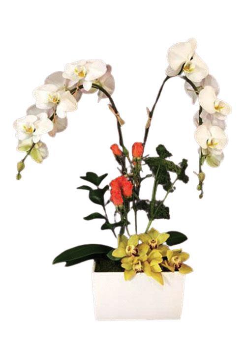 Orchids in Tropics - Laguna Beach Florist 