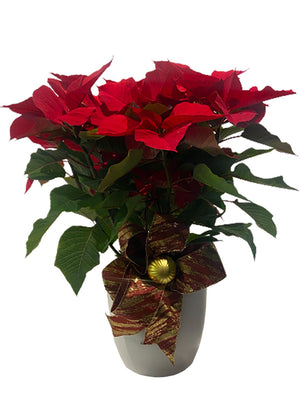 Poinsettia plant - Laguna Beach Florist 