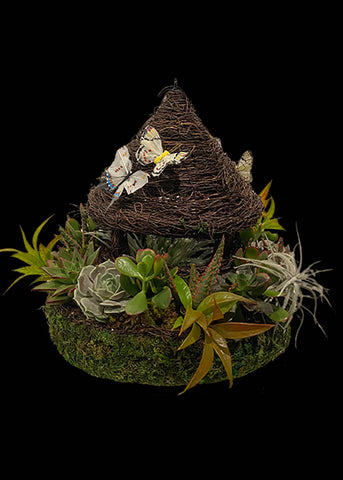 Succulent Bird Feeder - Laguna Beach Florist 